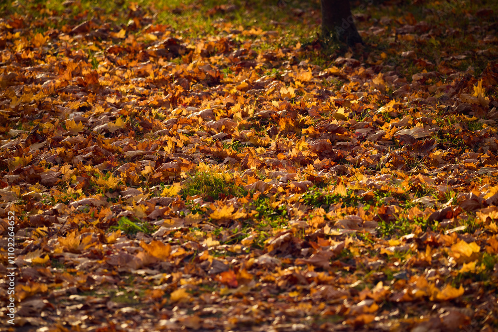 Autumn Leaves Gently Lying on the Ground in a Calm and Serene Park Setting Under the Sun Autumn Leaves Gently Lying on the Ground in a Calm and Serene Park Setting Under the Sun