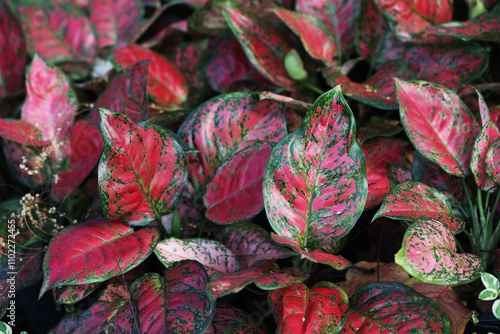 Beautiful foliage of Aglaonema Red Valentine in tropical garden from Thailand photo