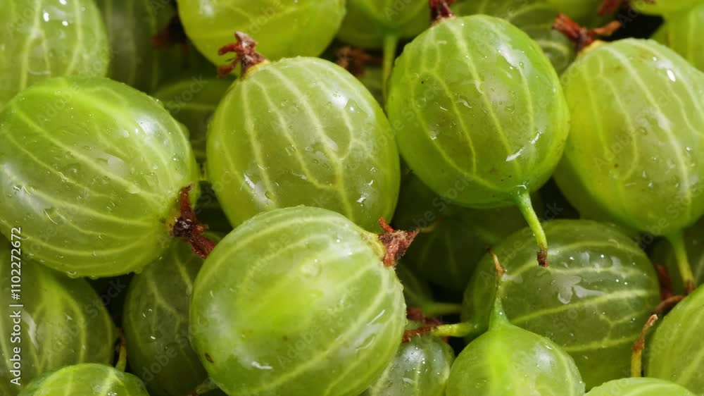 Green Organic Berries Gooseberries, traditional russian Berries gooseberry close-up. Background from gooseberries, Harvest concept, vitamin c Vegetarian food close up macro. Green Organic Berries Gooseberries, traditional russian Berries gooseberry close-up. Background from gooseberries, Harvest concept, vitamin c Vegetarian food close up macro.