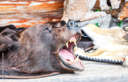 Foto Dressed bear skin with a grinning muzzle closeup.