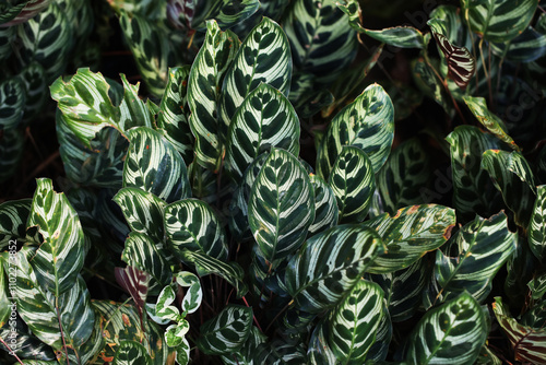 Beautiful foliage plant peacock plant or cathedral windows (Calathea makoyana) photo