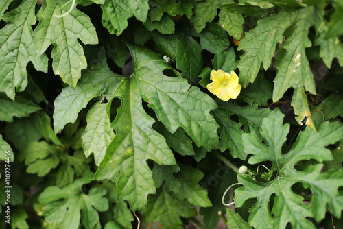 Bitter gourd or Vining Cucumber (Momordica charantia) leaf and flower ose up