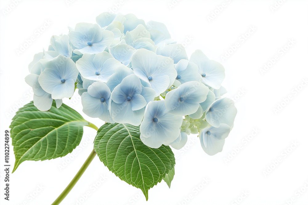 Blau blühende Blumen auf weißem Hintergrund
Blau blühende Blumen auf weißem Hintergrund