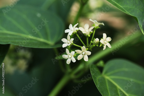 Thai local vegetables Gymnema inodorum in tropical garden photo