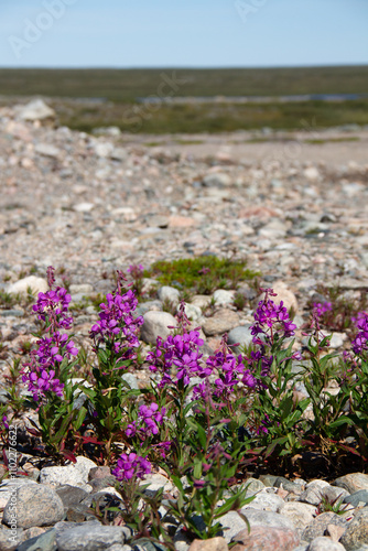A field of pink fireweed flowers on a rocky outcrop in Canada's arctic tundra, Arviat, Nunavut
