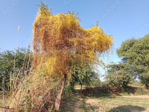 yellow cuscuta parasite on tree.dodder or amarbel on the plant  photo