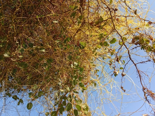 yellow cuscuta parasite on tree.dodder or amarbel on the plant  photo