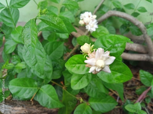 Jasmine plant with beautiful white flowers and fragrance with background blur at the back