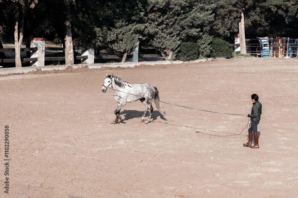 Horse training in an outdoor arena with a handler Horse training in an outdoor arena with a handler
