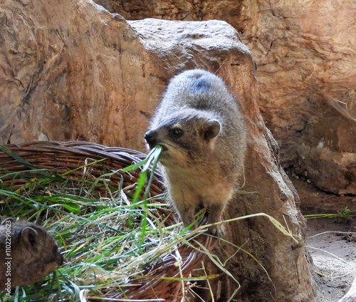 Cute furry hyrax (dassie) eating grass in Warsaw zoo.