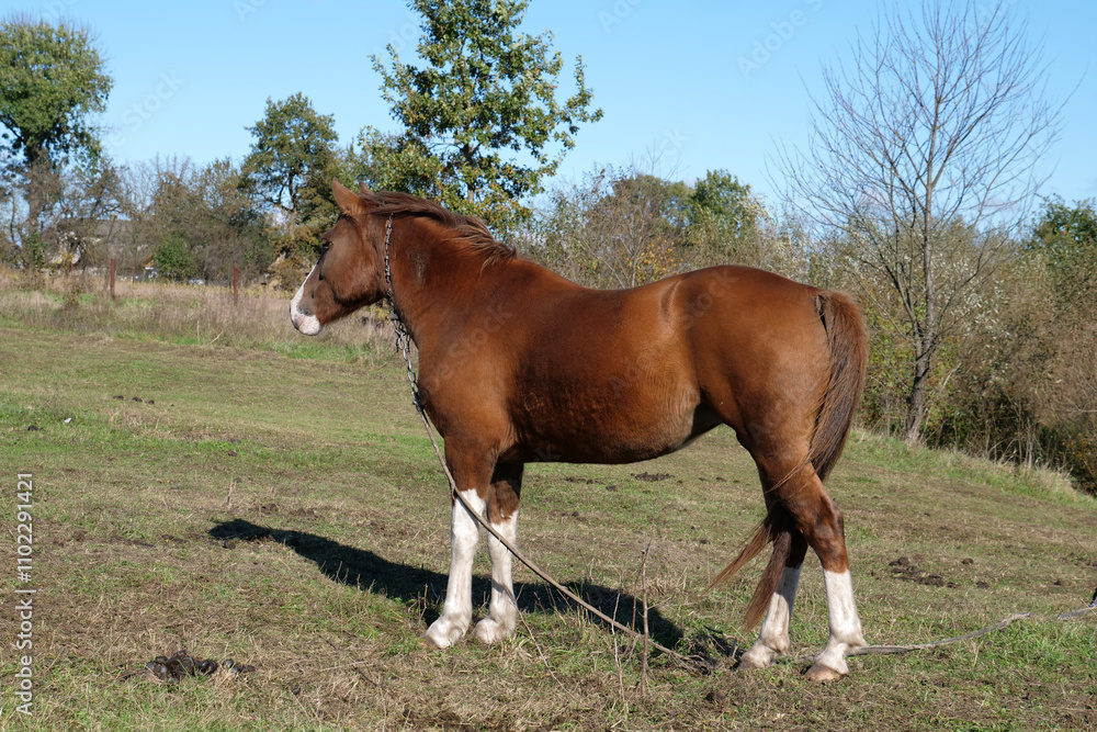Obraz premium Horses graze in the field. Agriculture. Caring for horses.