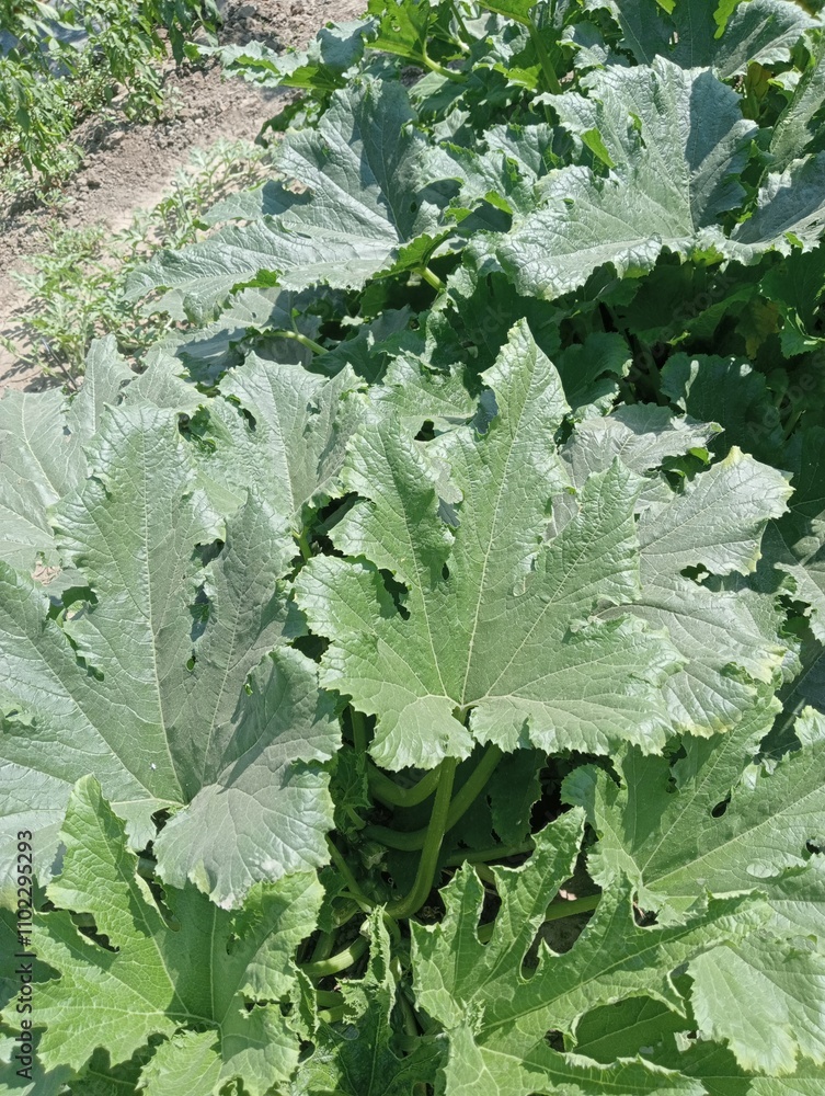 pumpkin leaves growing in the garden pumpkin leaves growing in the garden