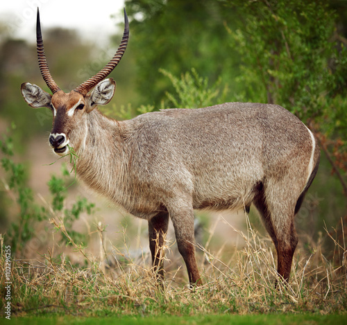 Safari, animal and buck eating grass for nature conservation, outdoor travel park or biodiversity in field. Wildlife, ecology or horned antelope in environment on African game reserve for eco tourism photo