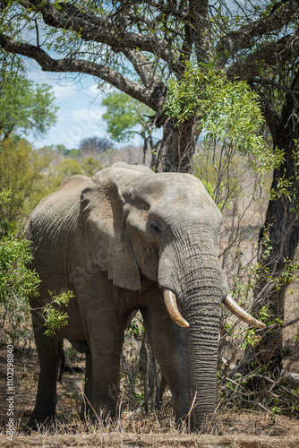 Elephant in south africa, krugerpark photo