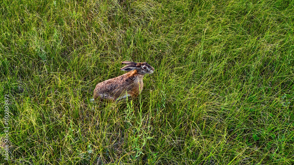 Fototapeta premium Brown hare sitting in the grass in a meadow in summer, Aerial photography with a quadcopter of wild animals in their natural habitat