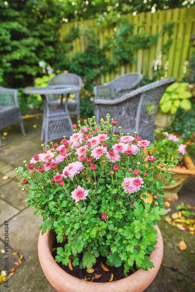 Garden, home and flowers in pot plant for landscaping with spring growth, blooming season and ecology. Floral design, plants and eco friendly backyard for sustainability, gardening and environment Garden, home and flowers in pot plant for landscaping with spring growth, blooming season and ecology. Floral design, plants and eco friendly backyard for sustainability, gardening and environment