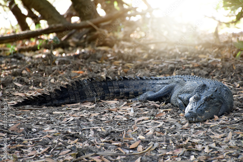 Fototapeta premium A ferocious Saltwater Crocodile (Crocodylus porosus) in Kakadu National Park, Northern Territory, Australia 