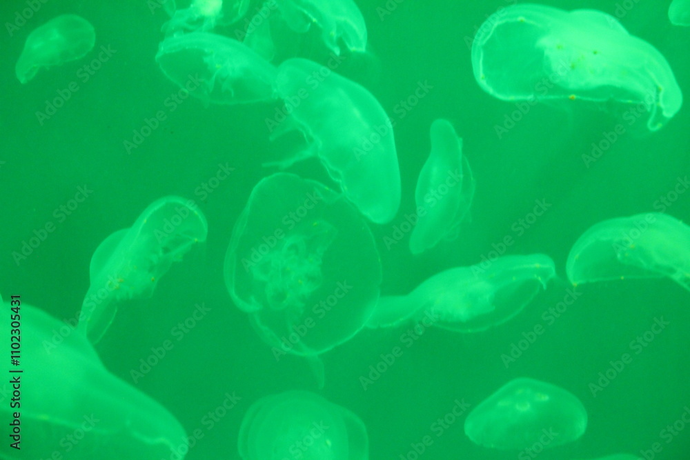 Fototapeta premium White jellyfish in green aquarium water with beautiful lighting