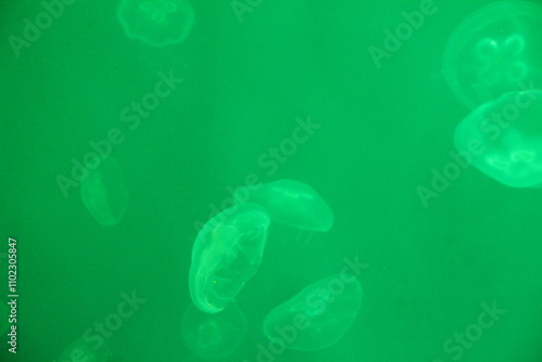 A lot of jellyfish on a green background in the water. Marine life