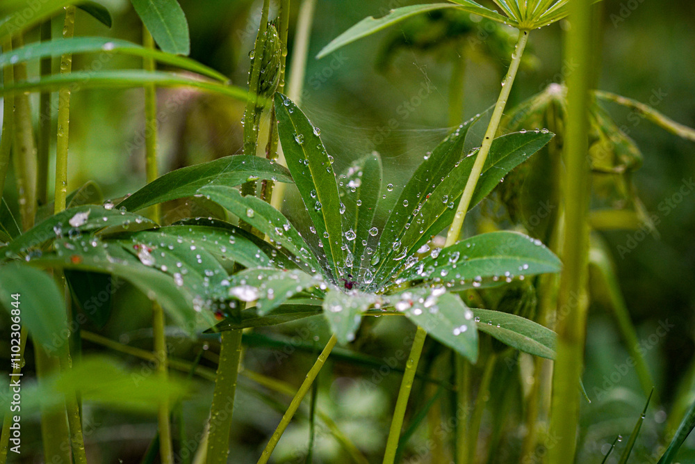 grass with dew drops grass with dew drops