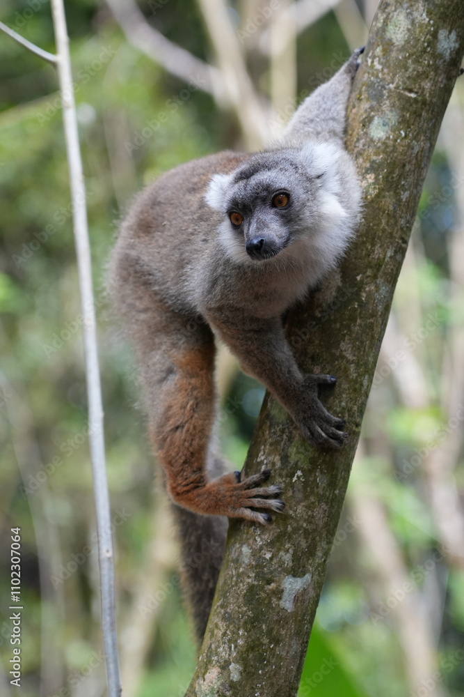 Obraz premium cute lemur climbing a tree on madagascar
