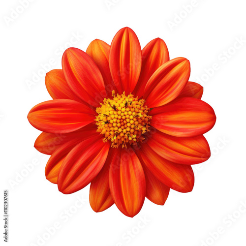 orange flower isolated on a white transparent background