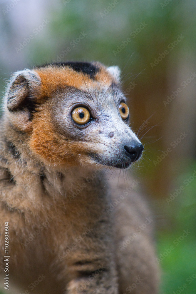 Obraz premium portrait of a crowned lemur in madagascar