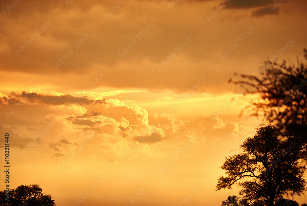 Environment, clouds and sky with sunset in nature for summer, travel explore and conservation park. Sustainability, ecology and adventure with landscape for field for ecosystem, trees and view Environment, clouds and sky with sunset in nature for summer, travel explore and conservation park. Sustainability, ecology and adventure with landscape for field for ecosystem, trees and view