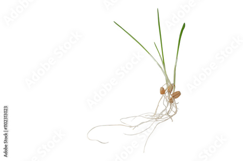 Sprouted wheat for cats isolated on white background Floral leaves nature Spring time Young bush of green leaves Copy space Vitamins and healthy eating