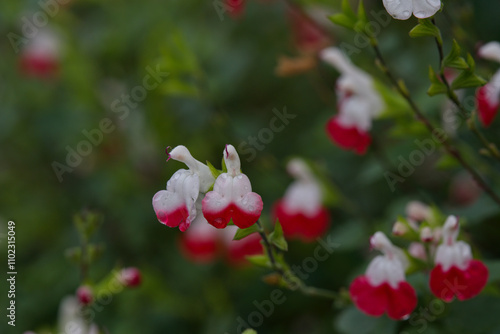 Salvia Hot Lips flowers photo