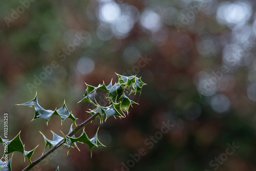 Holly spikey leafs photo