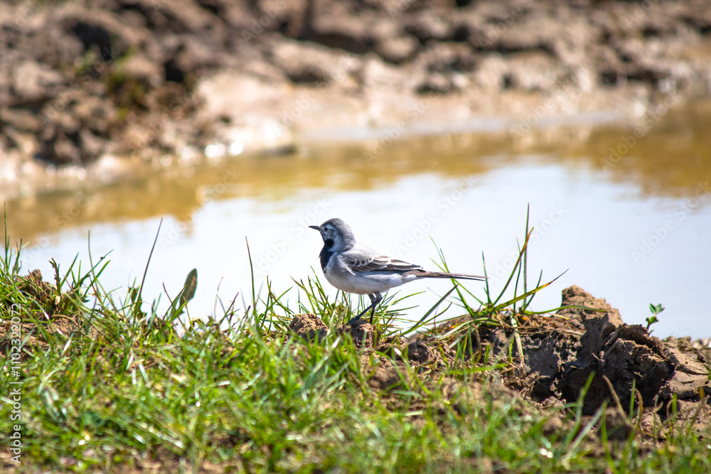White wagtail (Motacilla alba) next to the pond. White wagtail resting during migration. Bird, animal idea concept. Ornithology. White wagtail (Motacilla alba) next to the pond. White wagtail resting during migration. Bird, animal idea concept. Ornithology.