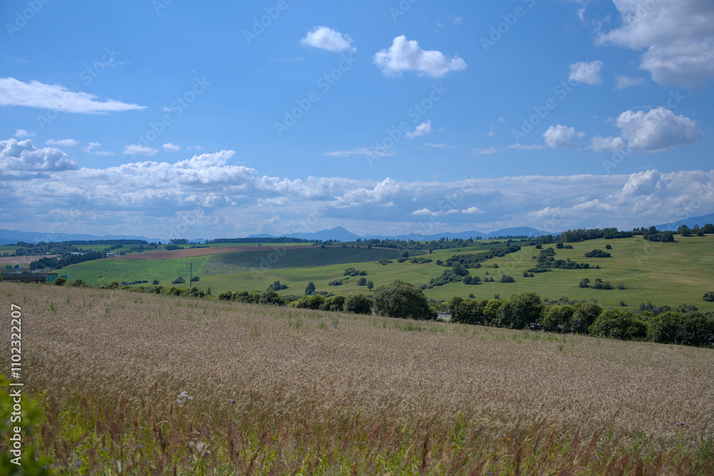 Wheat field with rolling hills and scattered trees in the distance under a bright blue sky. Wheat field with rolling hills and scattered trees in the distance under a bright blue sky.