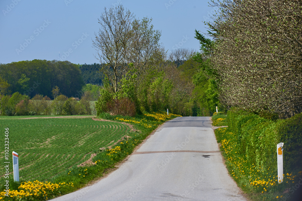 Roadway, landscape and nature with environment in countryside for travel, private property and landscaping. Trees, estate and street for journey, destination and tourism with outdoor field or plants Roadway, landscape and nature with environment in countryside for travel, private property and landscaping. Trees, estate and street for journey, destination and tourism with outdoor field or plants