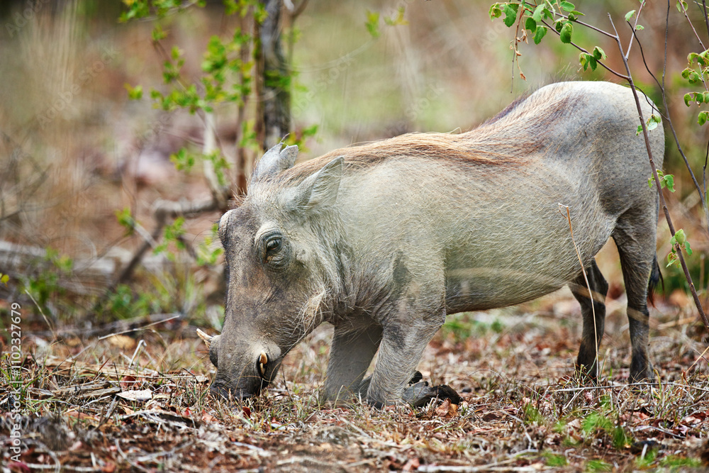 Safari, warthog or eating plants in nature for ecology, herbivore or sustainability in natural habitat. Wildlife, indigenous animal or fauna feeding on grass in environment for hunger or conservation Safari, warthog or eating plants in nature for ecology, herbivore or sustainability in natural habitat. Wildlife, indigenous animal or fauna feeding on grass in environment for hunger or conservation