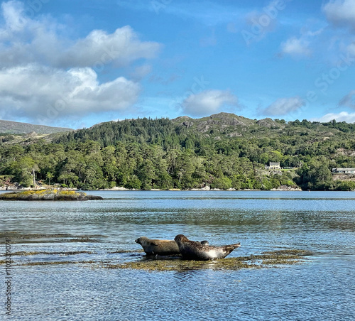 Fotografía Seehunde auf den Klippen vor Garnish Island in der Bantry Bay bei Glengarriff, I