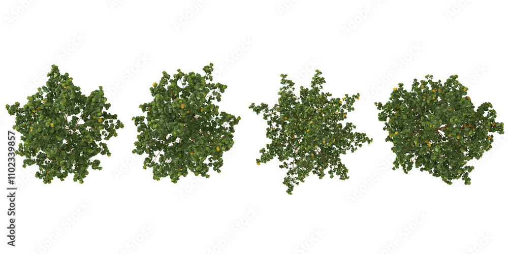Obraz premium collection of Platanus plants isolated on white background from top view