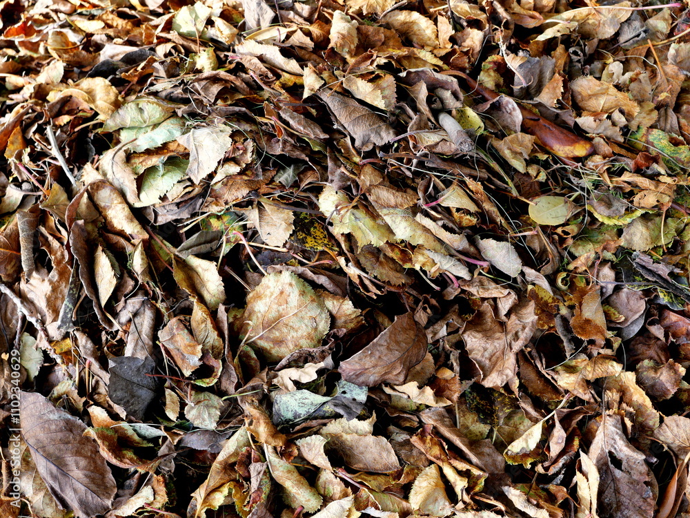 Autumn leaves, gold, brown and yellow form a colorful carpet on the forest floor. Nature photography is perfect for autumn decorations. Autumn leaves, gold, brown and yellow form a colorful carpet on the forest floor. Nature photography is perfect for autumn decorations.