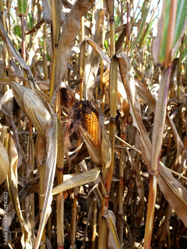 Unharvested cornfield - A withered cornfield in autumn, with immature cobs, presents a bleak outlook on climate change and highlights the importance of sustainable agriculture. photo