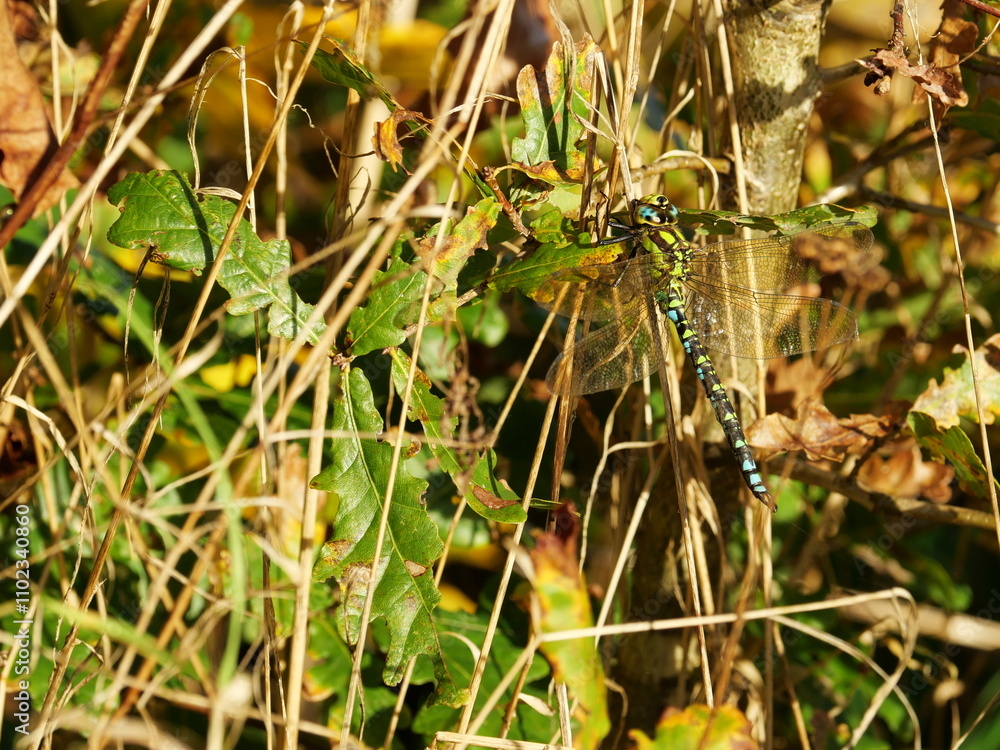 Southern Hawker dragonfly on a warm November day. The macro shot reveals the fascinating colors and patterns of this impressive insect. Southern Hawker dragonfly on a warm November day. The macro shot reveals the fascinating colors and patterns of this impressive insect.