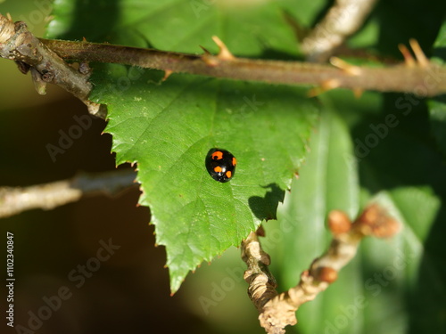 The Asian lady beetle, an example of species globalization, has had a significant impact on native ecosystems. photo