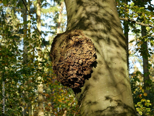 Tableau sur toile Wooden bead on the beech tree - A beech tree with a large burl