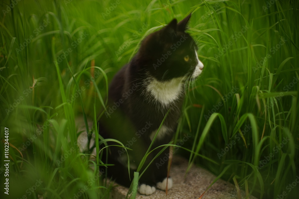 Lovely black white cat portrait in the spring green grass. Lovely black white cat portrait in the spring green grass.