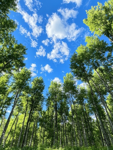 Aspen Grove Under a Blue Sky - Majestic aspen trees reach towards a vibrant blue sky dotted with fluffy white clouds. Nature, serenity, growth, peace, freedom.