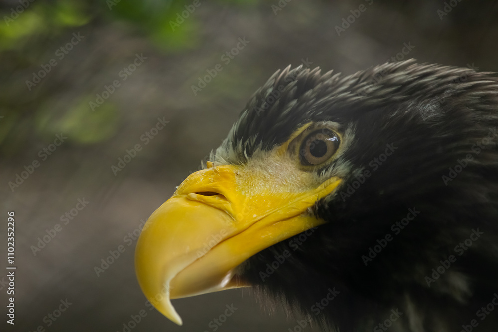 Obraz premium Close-up view portrait of Haliaeetus pelagicus (Steller's sea eagle or white-shouldered eagle) bird with yellow beak in a cloudy summer day. Soft focus. Beauty in nature theme.