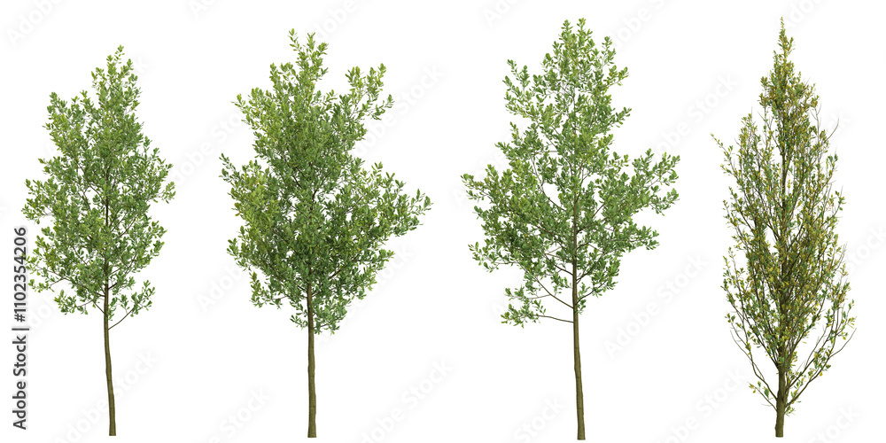 Obraz premium Quercus trees isolated on white background