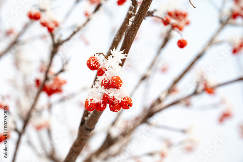 Red viburnum berries covered with frost on tree branches in a snowy winter setting, creating a natural and festive seasonal atmosphere photo