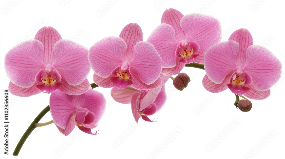 Delicate Pink Orchids with Vibrant Petals Showcasing Elegant Beauty Against a Clean Background, Perfect for Floral Arrangements and Botanical Illustrations Delicate Pink Orchids with Vibrant Petals Showcasing Elegant Beauty Against a Clean Background, Perfect for Floral Arrangements and Botanical Illustrations