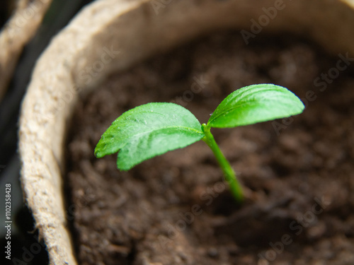  small green seedings in round pots