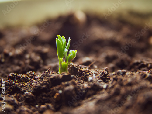  small green seedings in round pots